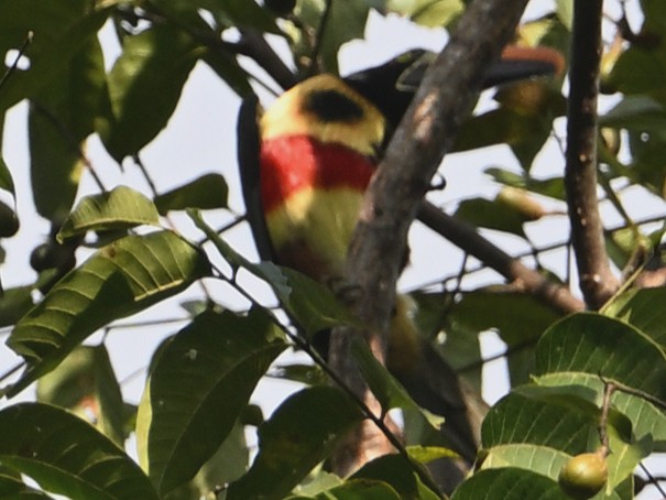 Fiery-billed Aracari - ML629349659