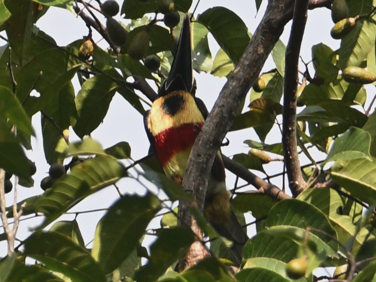 Fiery-billed Aracari - ML629349660