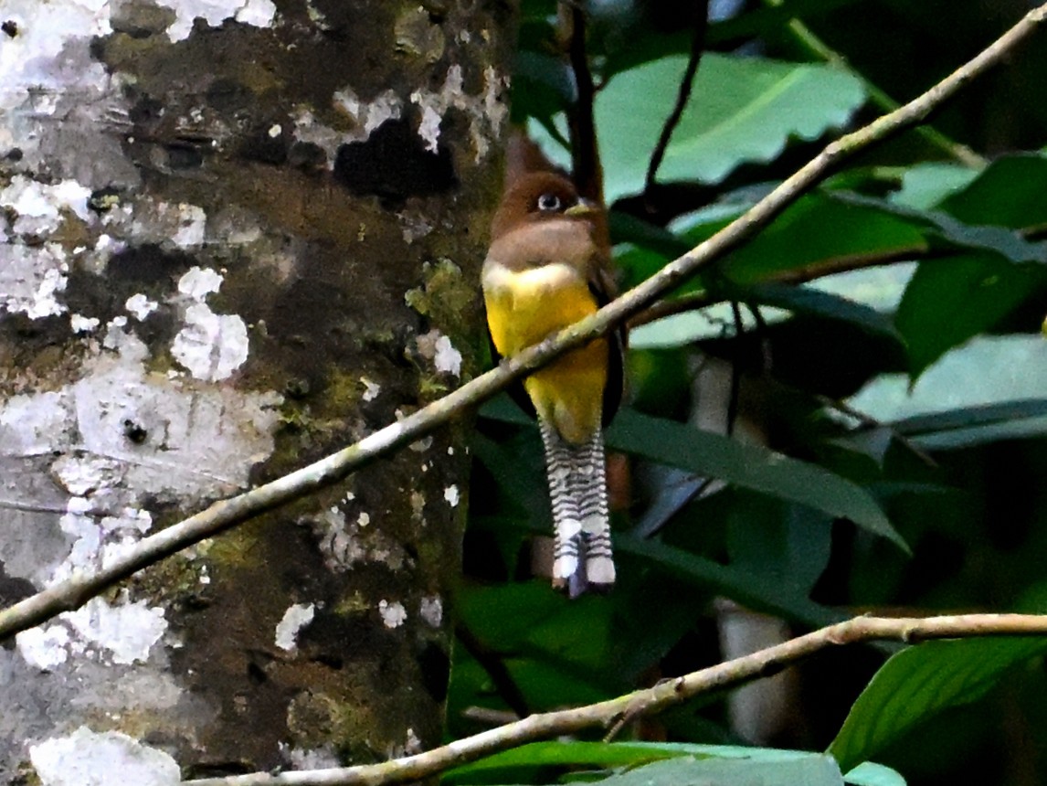 Northern Black-throated Trogon - ML629349701