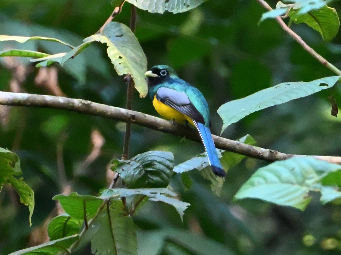 Northern Black-throated Trogon - ML629349711