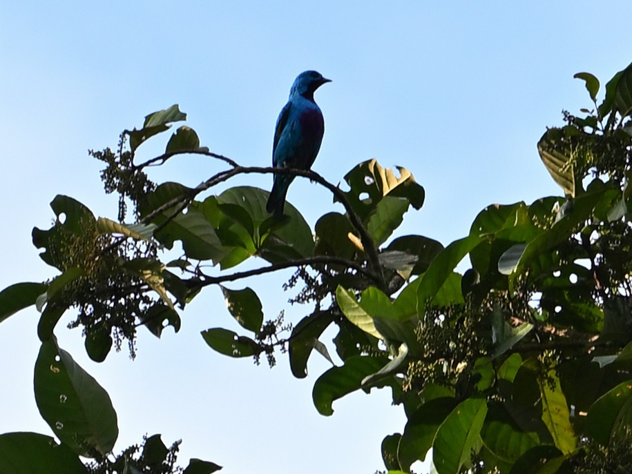 Turquoise Cotinga - ML629349735