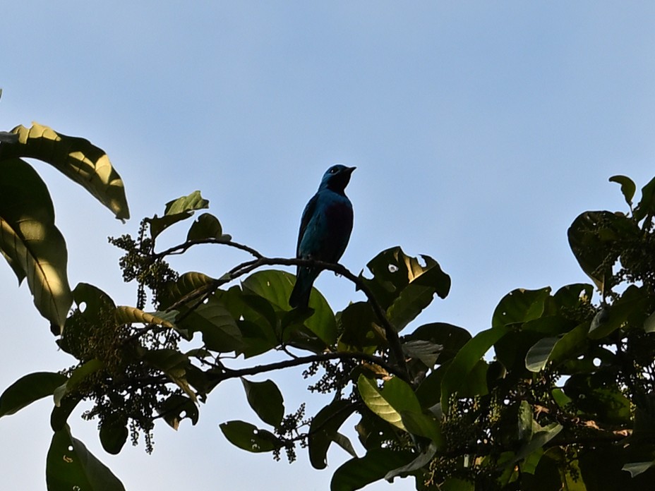 Turquoise Cotinga - ML629349736