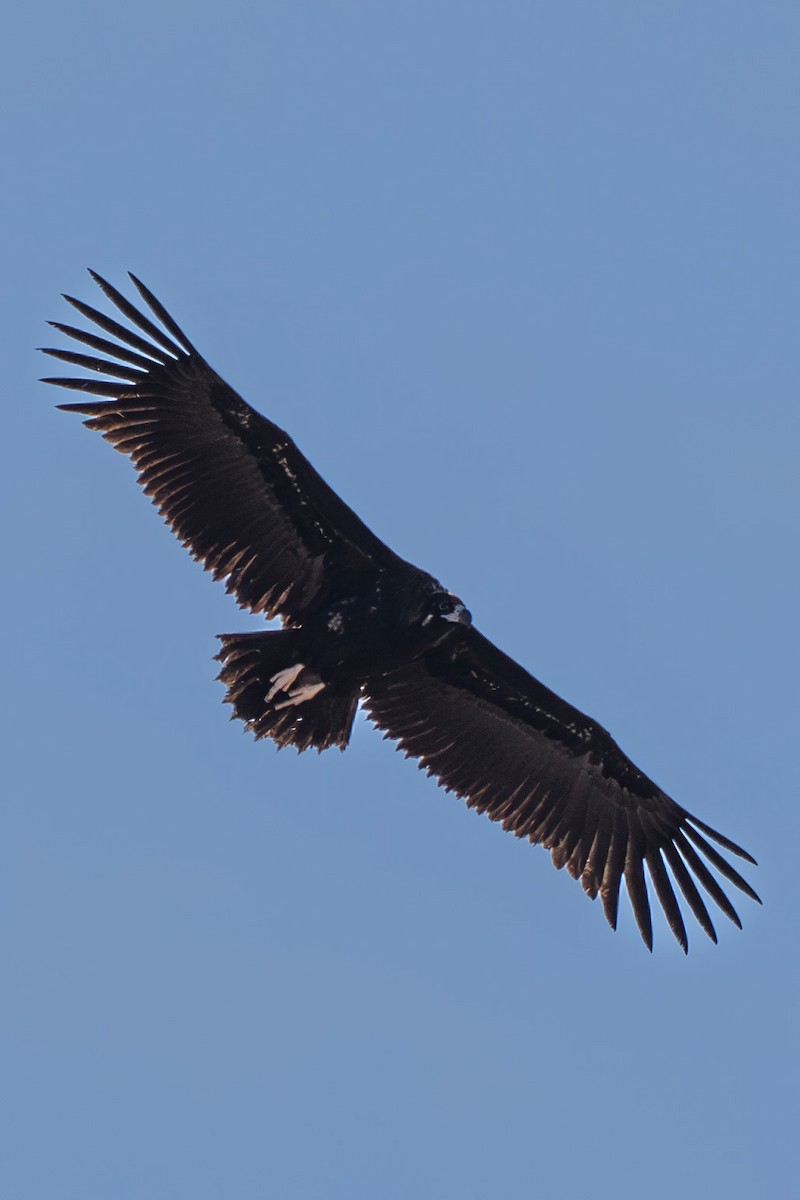 עזנייה שחורה - ML629349749