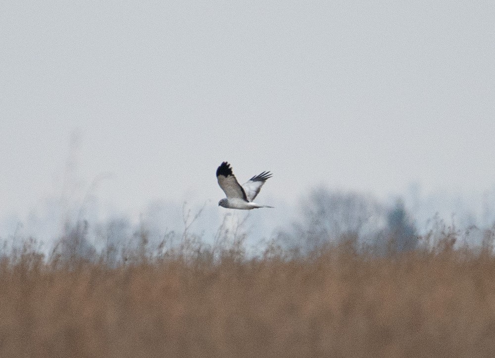 Hen Harrier - ML629350028