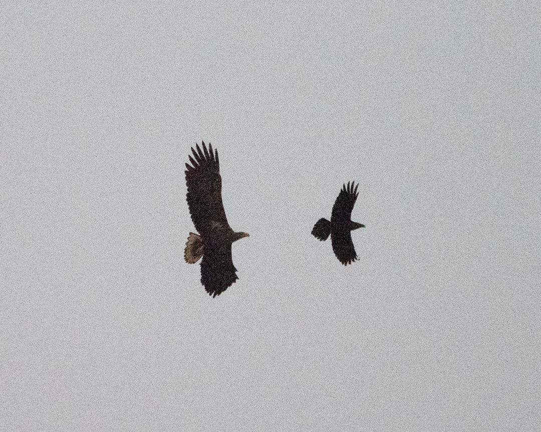White-tailed Eagle - ML629350054