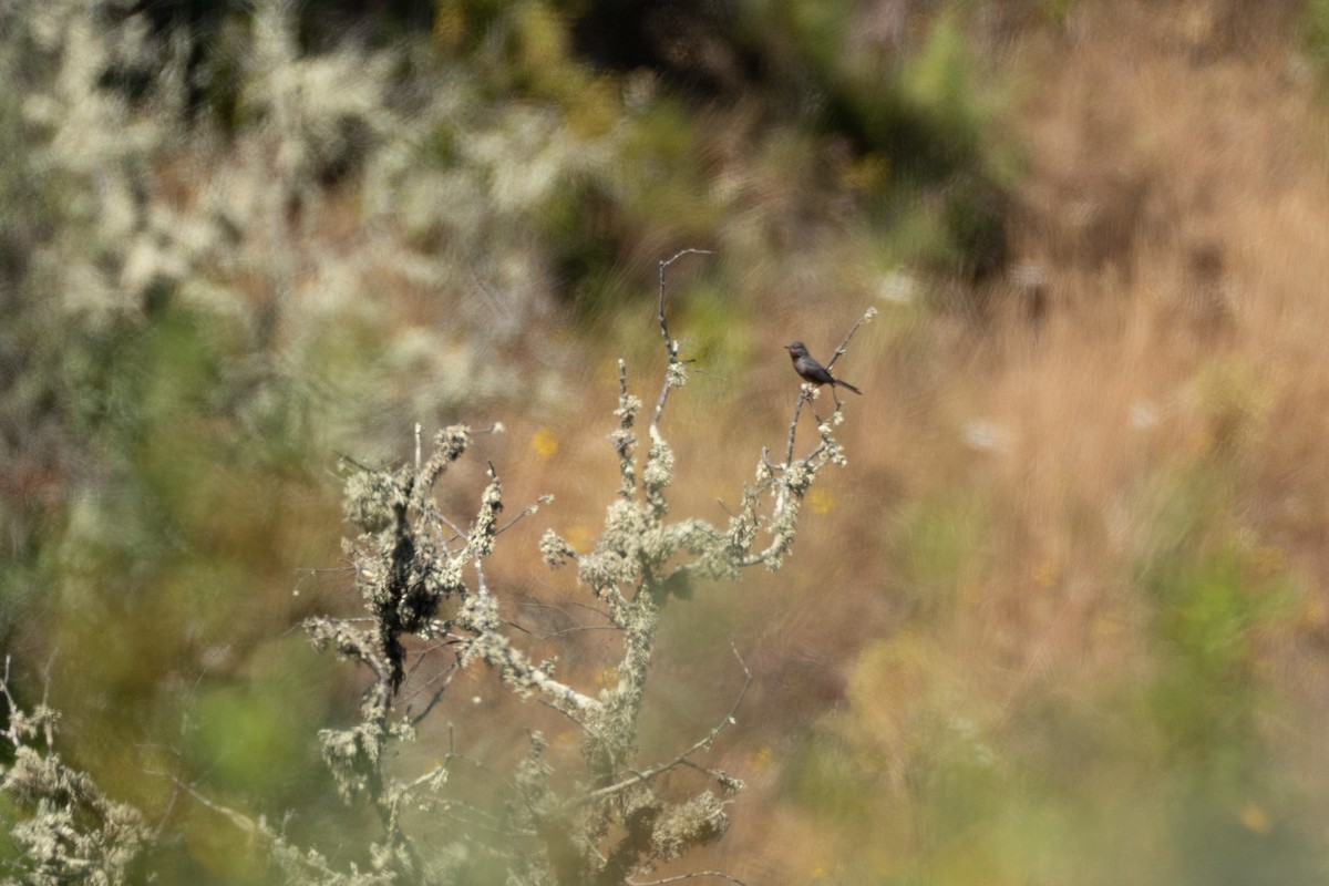 Western Subalpine Warbler - ML629350058