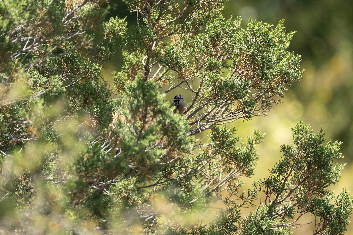 Rock Bunting - ML629350063