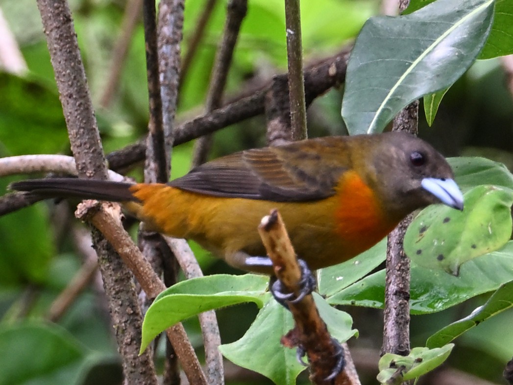 Scarlet-rumped Tanager - ML629350157