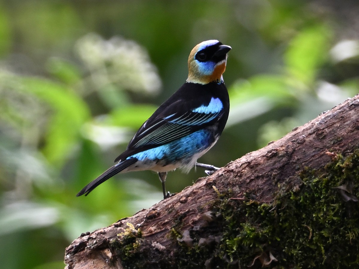 Golden-hooded Tanager - ML629350232