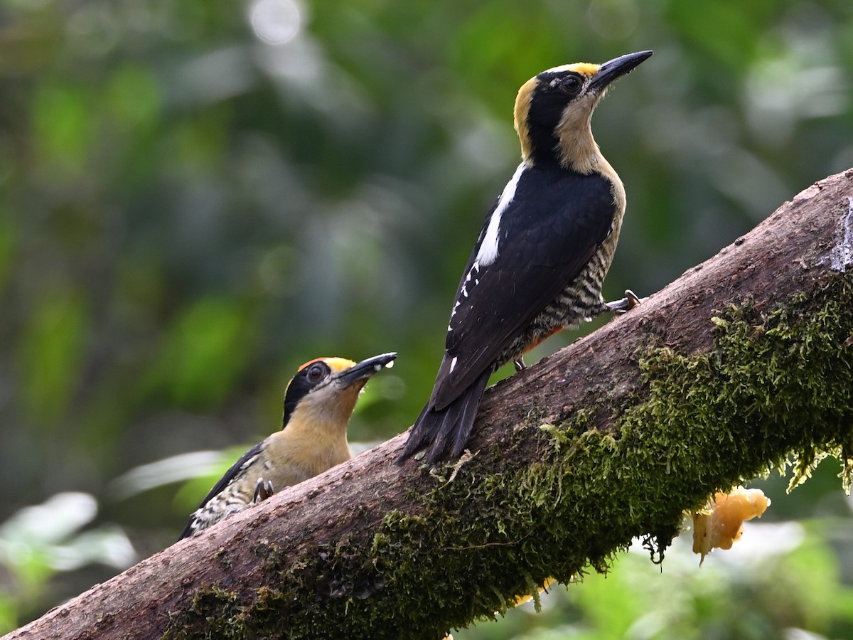 Golden-naped Woodpecker - ML629350278