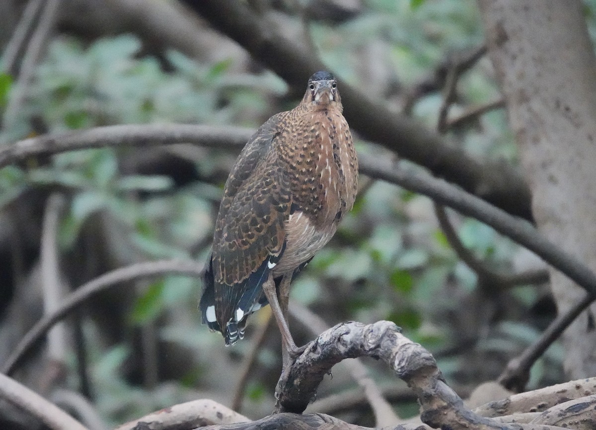 White-crested Tiger-Heron - ML629350301