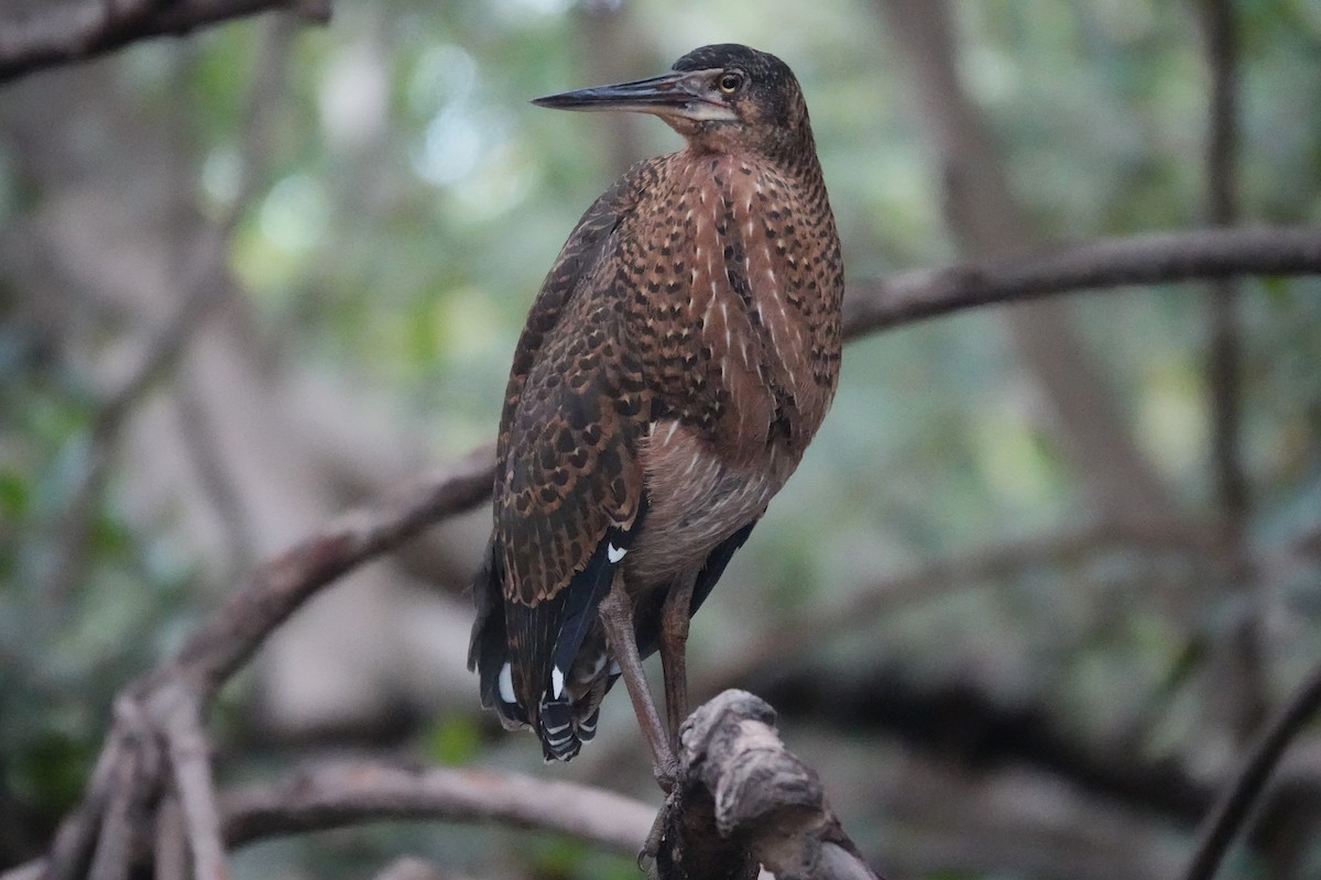 White-crested Tiger-Heron - ML629350314