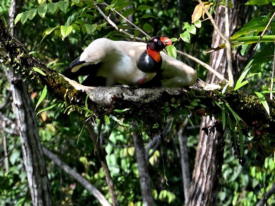 King Vulture - ML629350331