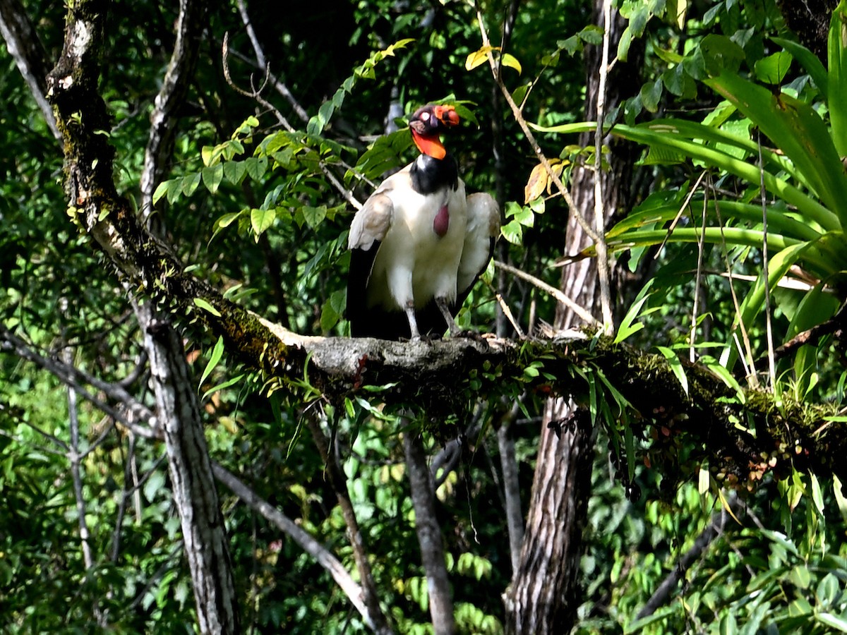 King Vulture - ML629350332