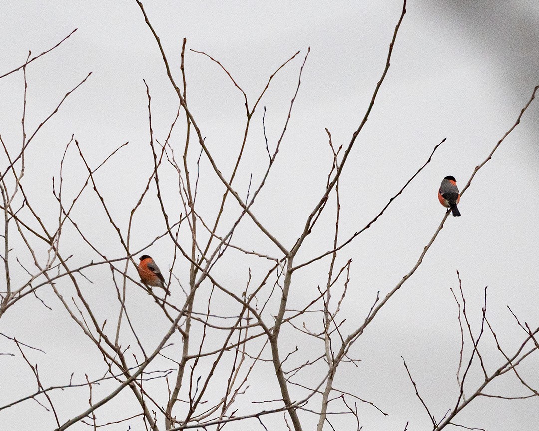 Eurasian Bullfinch - ML629350590