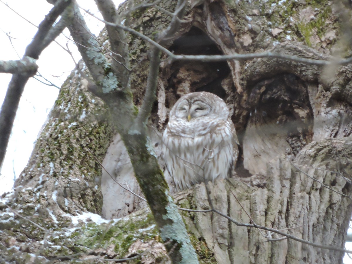 Barred Owl - ML629350714