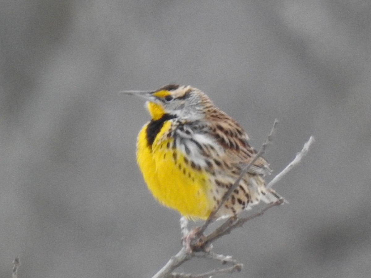 Eastern Meadowlark - ML629350722