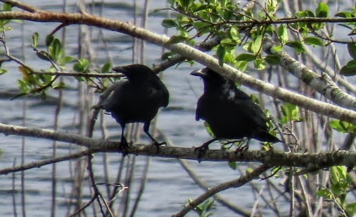 ML629350929 - Fish Crow - Macaulay Library