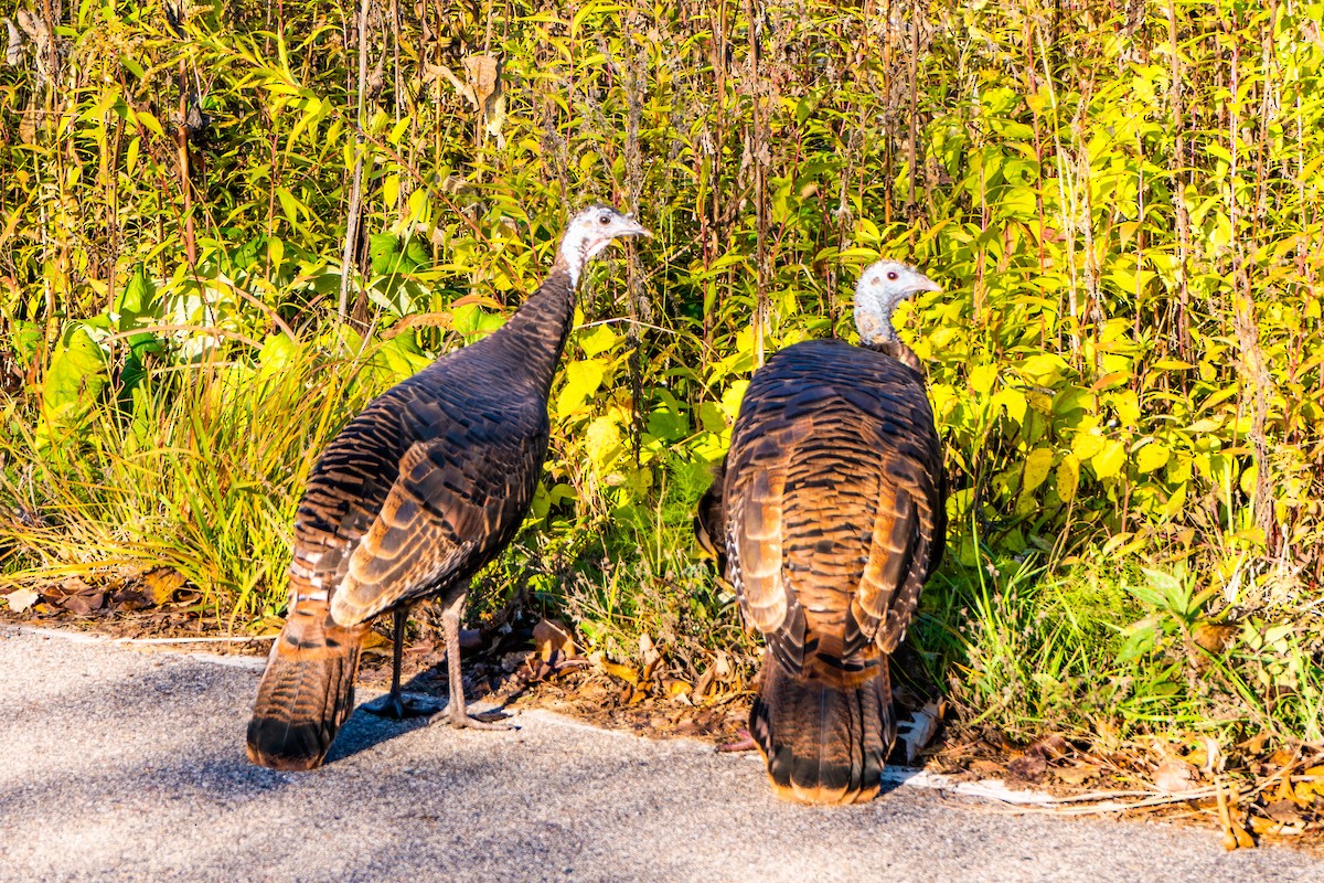 Wild Turkey - ML629351235