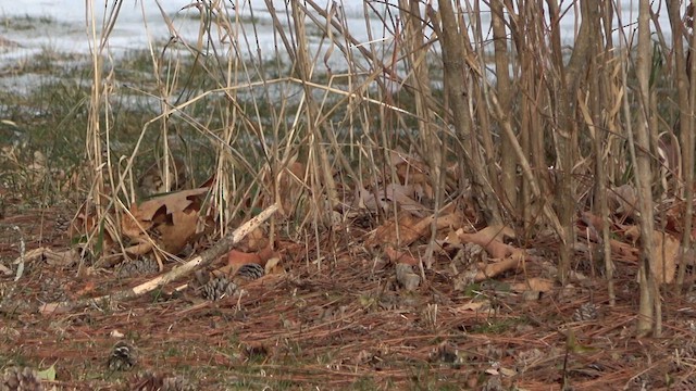 Hermit Thrush - ML629351331