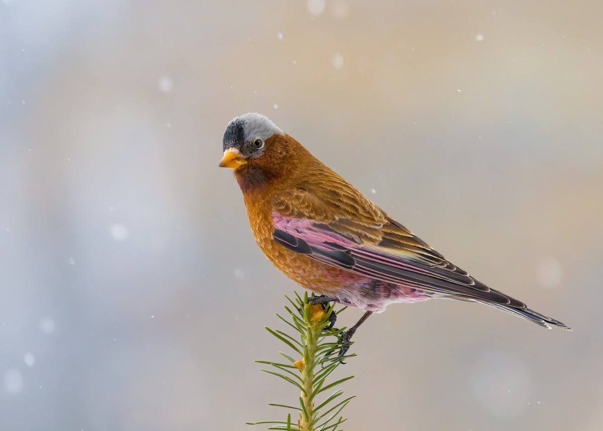 Gray-crowned Rosy-Finch (Gray-crowned) - ML629351694