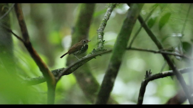 Southern Antpipit - ML629351749