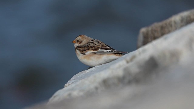 Цасч хөмрөг - ML629351908