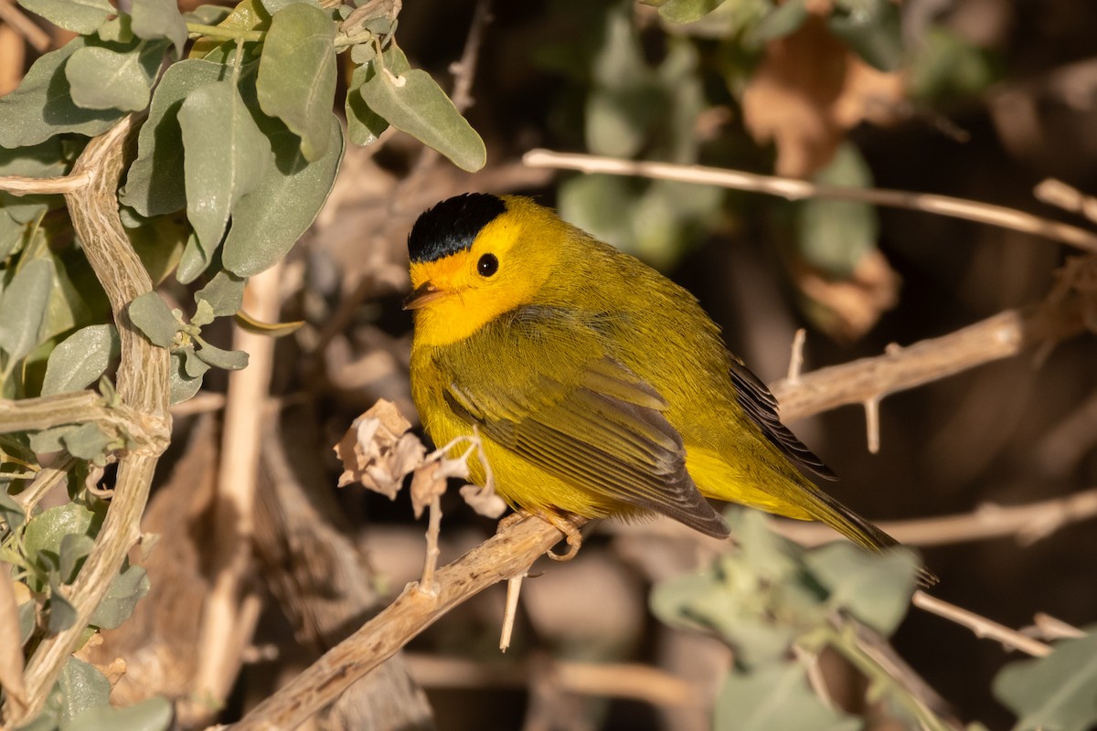Wilson's Warbler - ML629352256