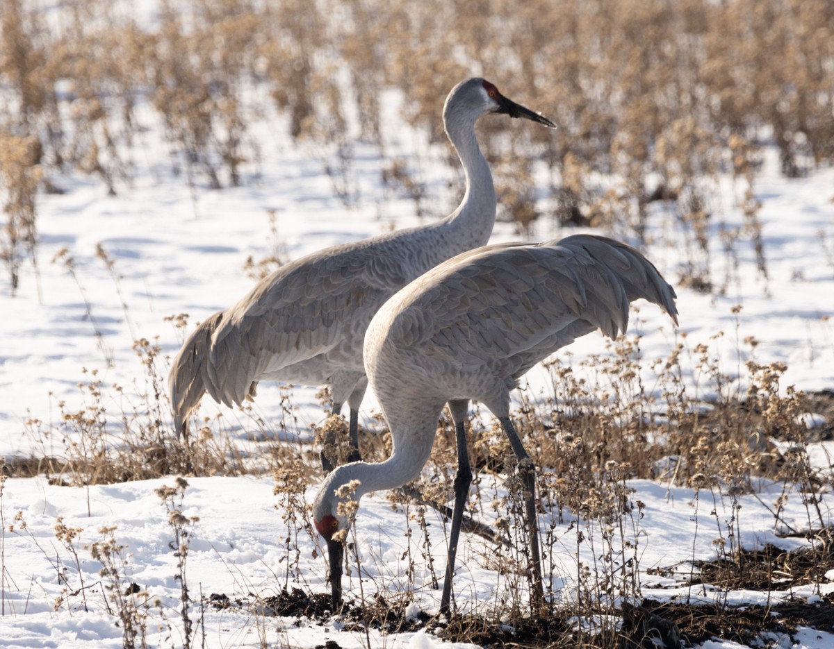 Sandhill Crane - ML629352422
