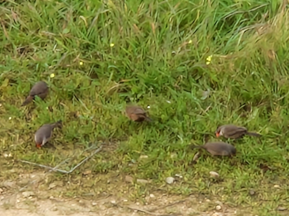 Common Waxbill - ML629352580