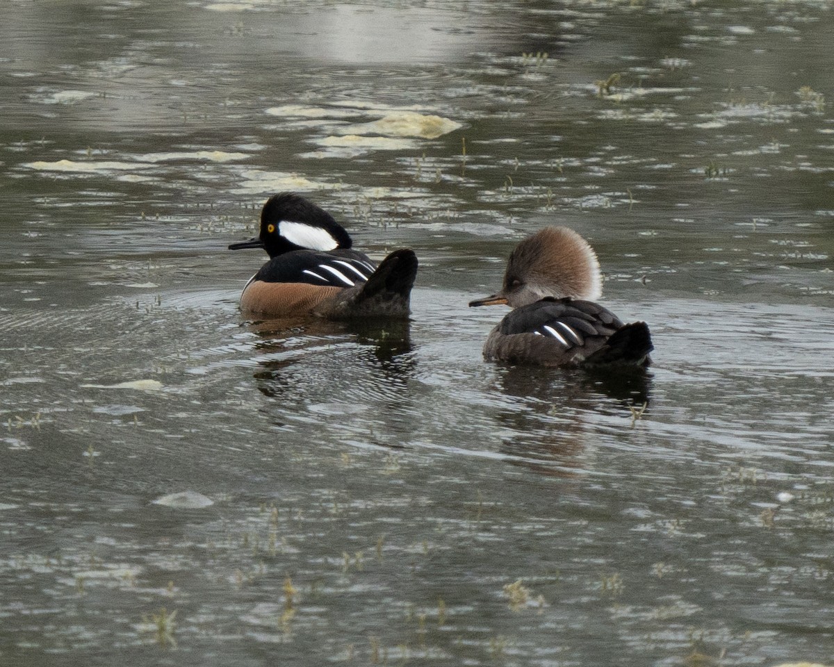 Hooded Merganser - ML629352746