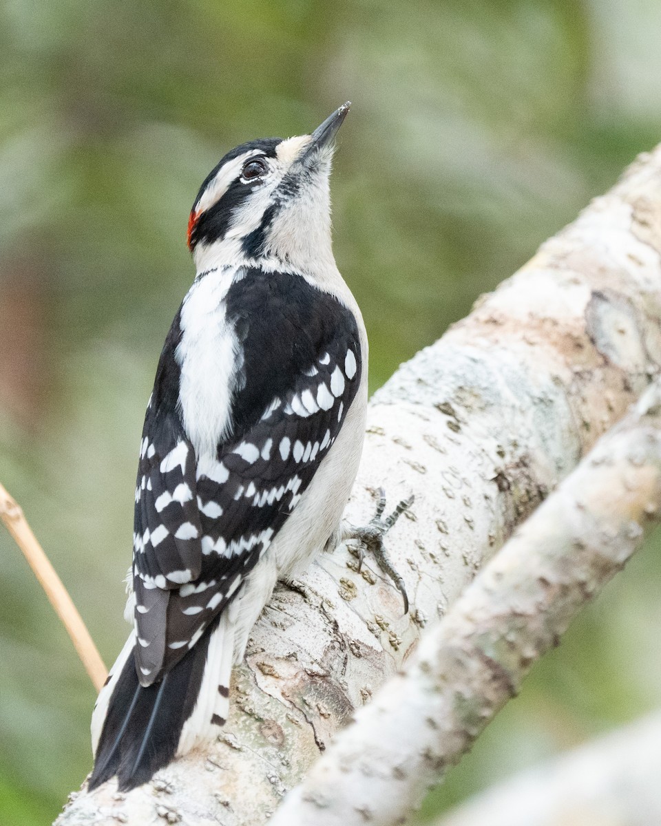 Downy Woodpecker - ML629352955