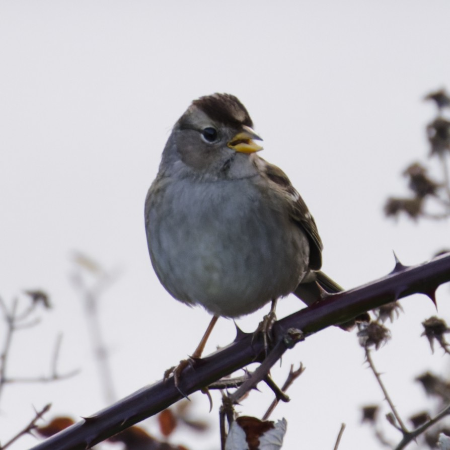 White-crowned Sparrow - ML629352987