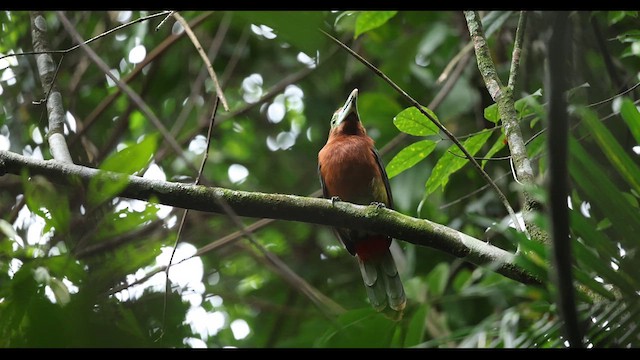 Toucanet à bec tacheté - ML629353272
