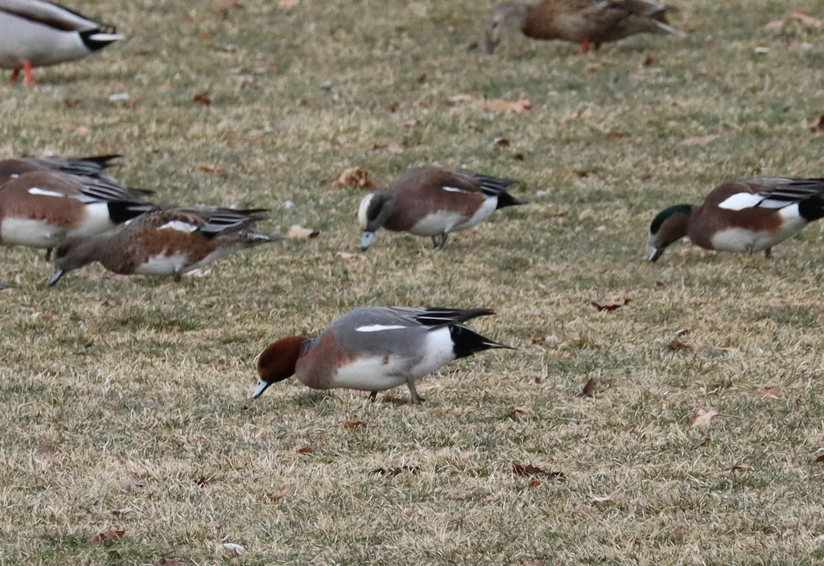 hvízdák eurasijský - ML629353387