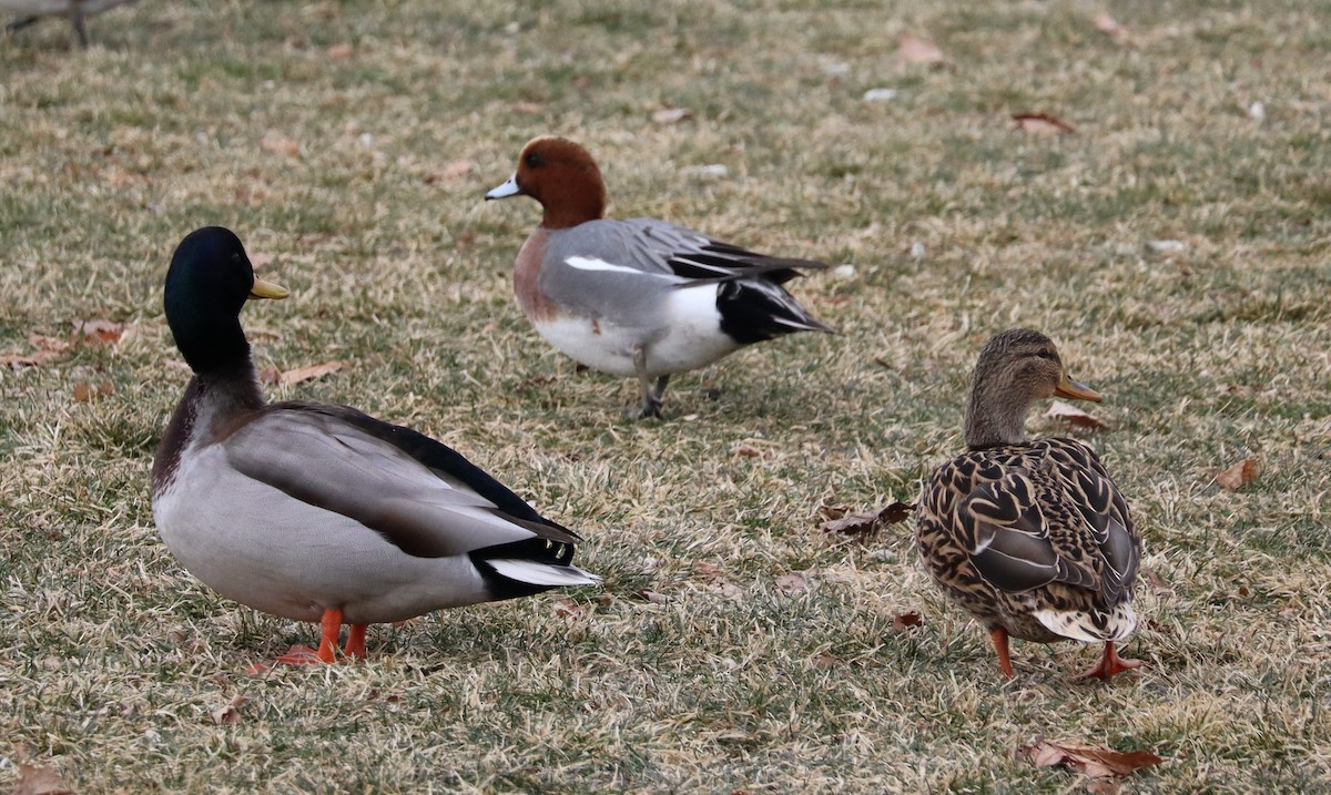 hvízdák eurasijský - ML629353388