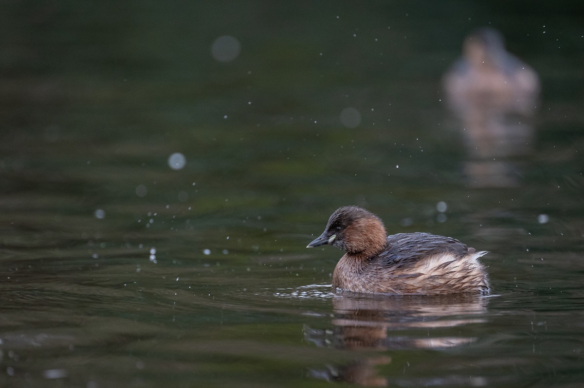 Little Grebe - ML629353430