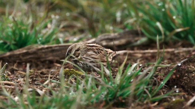 Savannah Sparrow - ML629353460