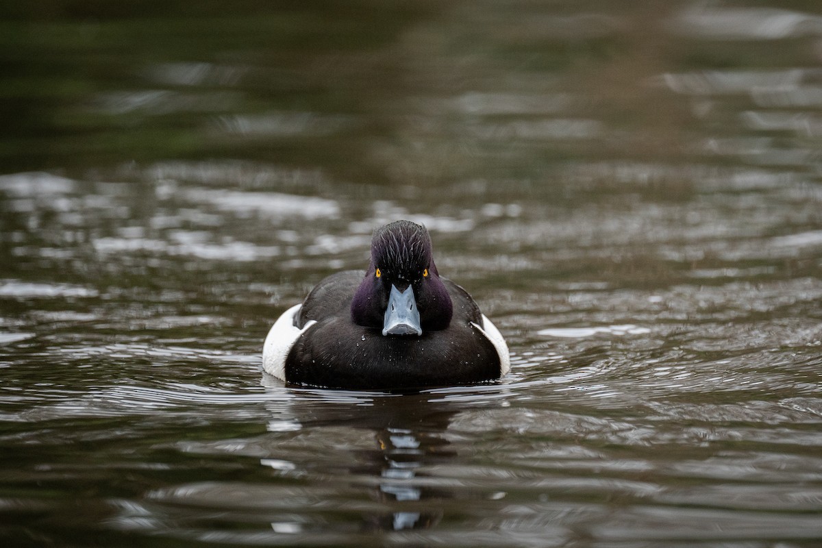 Tufted Duck - ML629353461