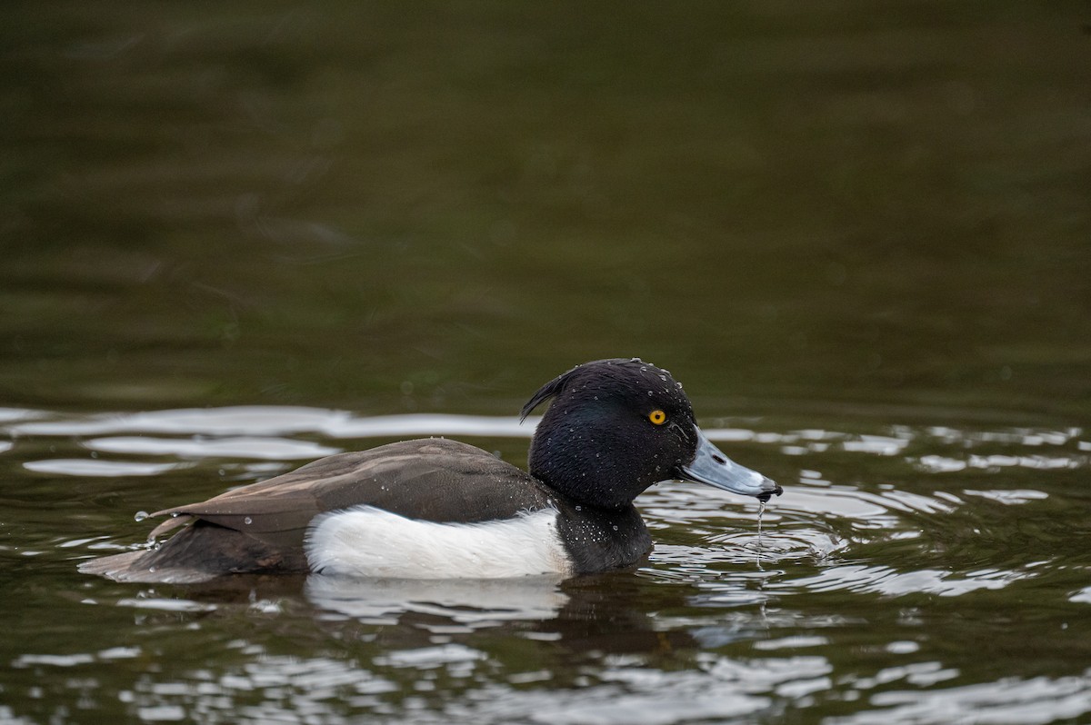 Tufted Duck - ML629353462