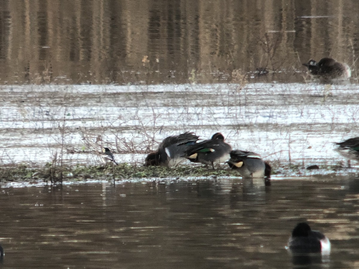 小水鴨(carolinensis) - ML629353594