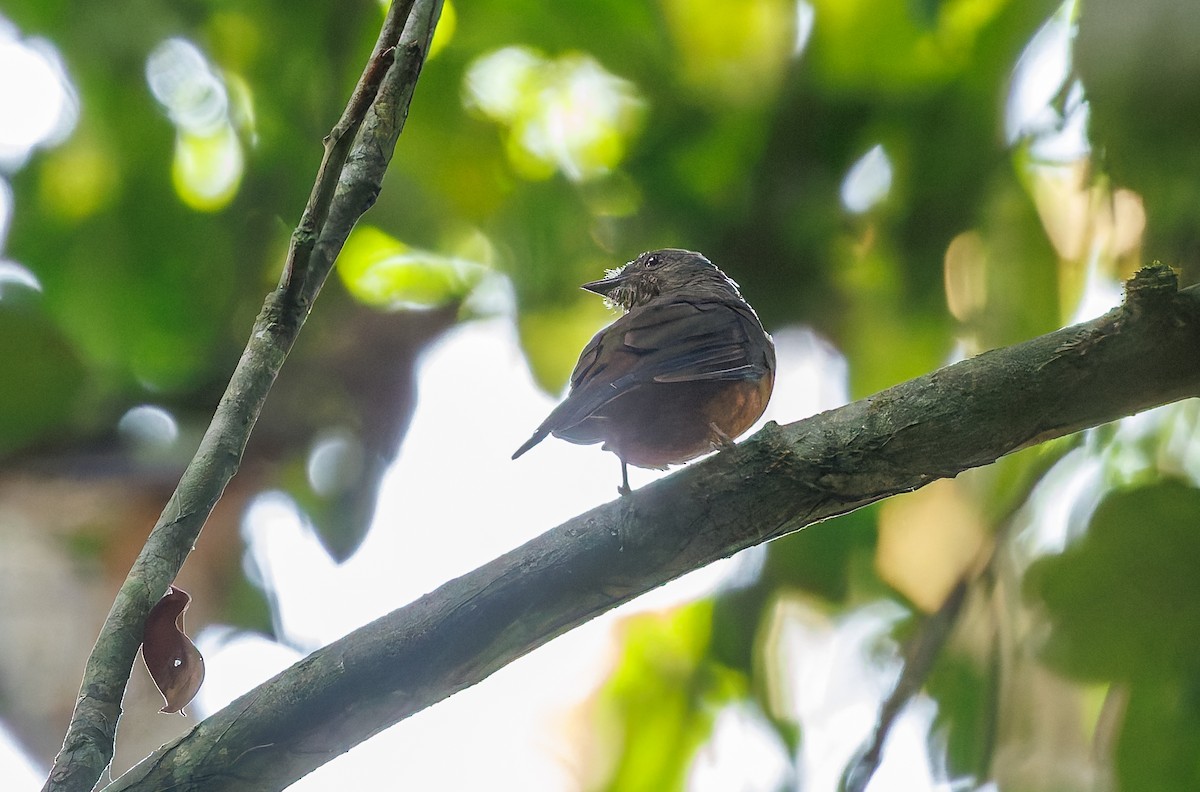Finsch's Flycatcher-Thrush - ML629353707