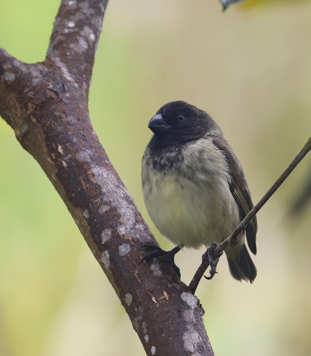 Large Tree-Finch - ML629353780