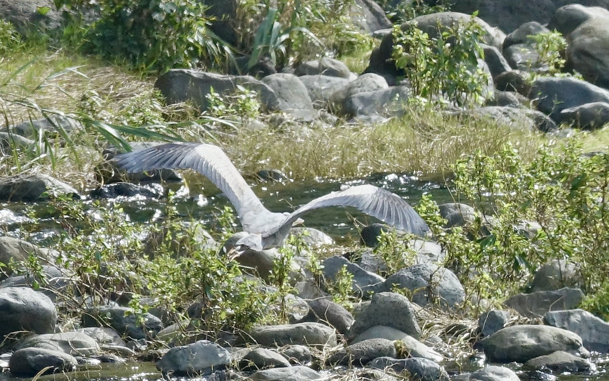 Gray Heron - ML629353801