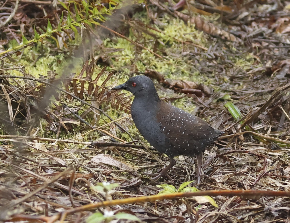 Galapagos Rail - ML629353814