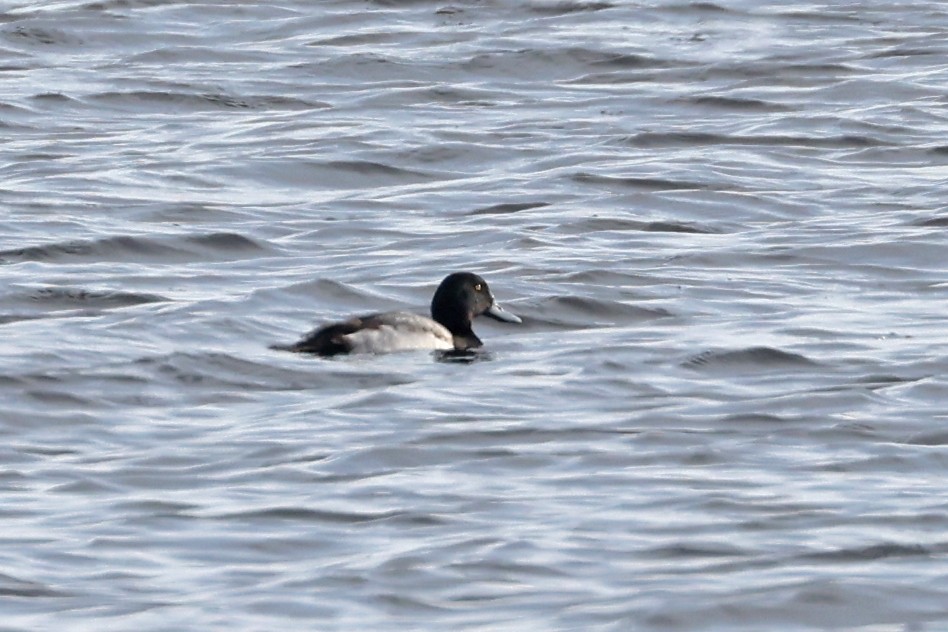 Greater Scaup - ML629354137