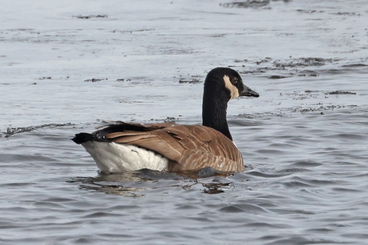 Canada Goose - ML629354142