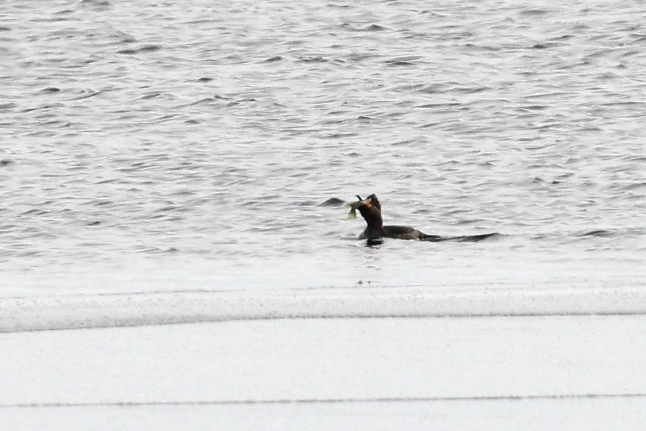 Hooded Merganser - ML629354170