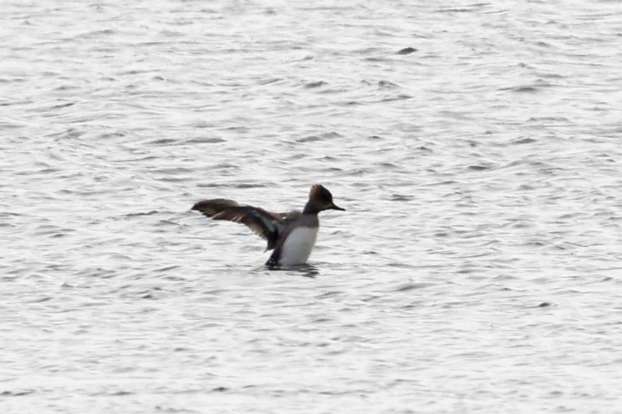 Hooded Merganser - ML629354171