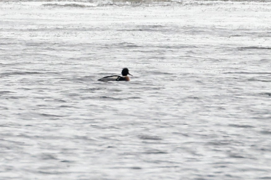 Red-breasted Merganser - ML629354203